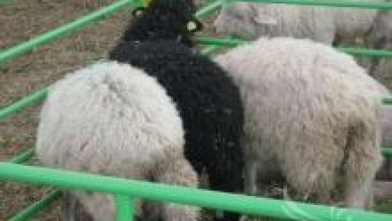 Каракачанска порода овце