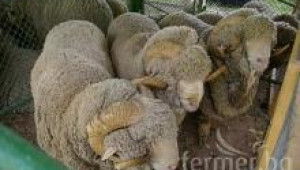 Североизточно-българска тънкорунна порода овце