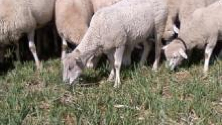 Мутон шароле порода овце