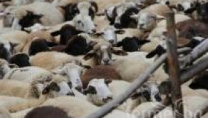 Изисквания при отглеждане на овце