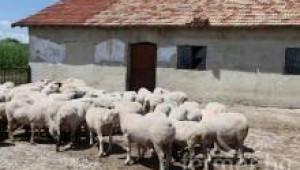 Технологични параметри при овцете