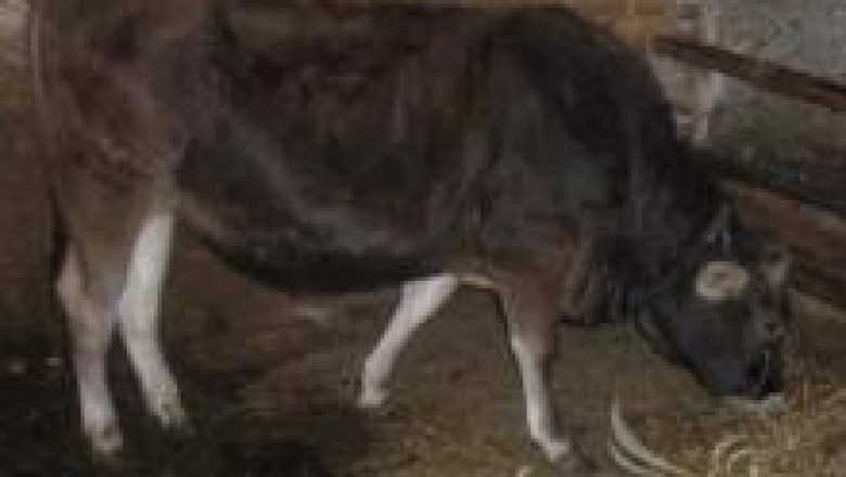 Българско кафяво говедо
