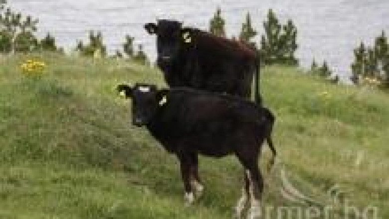  Абердин ангус - порода говеда