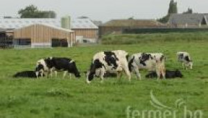 Херефорд - порода говеда - Agri.bg