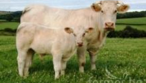Шароле- порода говеда - Agri.bg