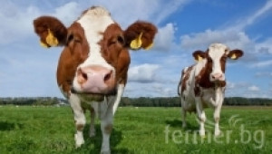 Видове аборти  при кравите и юниците