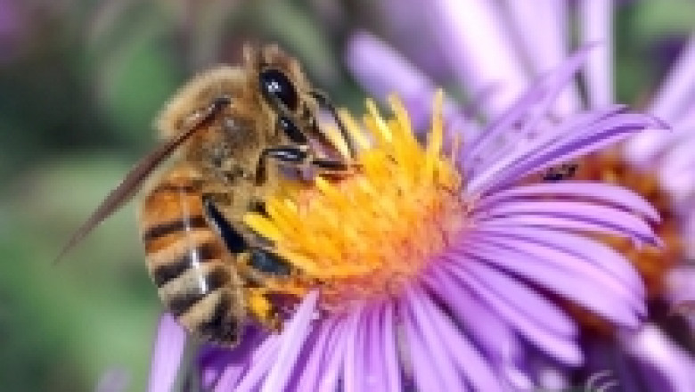 Аспергилозата - заразна болест на пчелите и пчелното пило