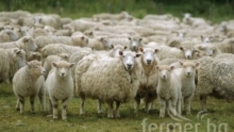 Болести при овцете и козите причинени от паразити