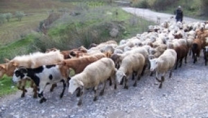 Заразни болести при овцете и козите