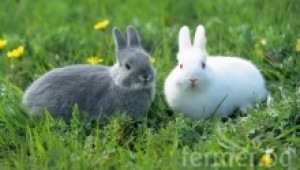 Храносмилателната система на зайците има особености - Agri.bg