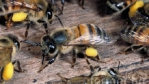 Календар на пчеларя за февруари