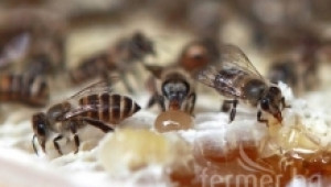 Пчелното семейство – период на относителeн покой