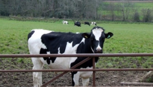 Говедовъдната ферма – спокойствието на кравите