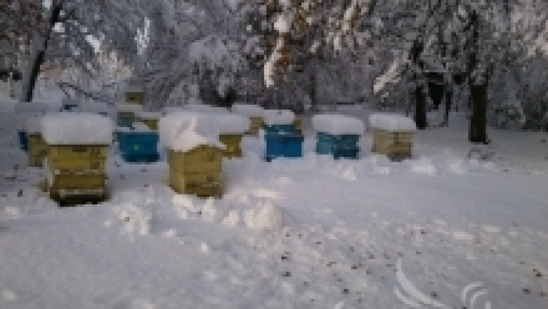 Месечни пчеларски практики на пчелина през декември