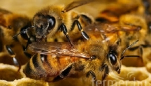 Грижи за пчелните семейства през зимата