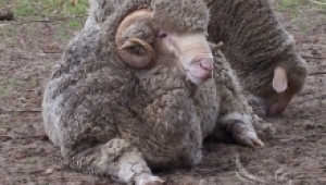 Ценурозата - болест при овцете и козите