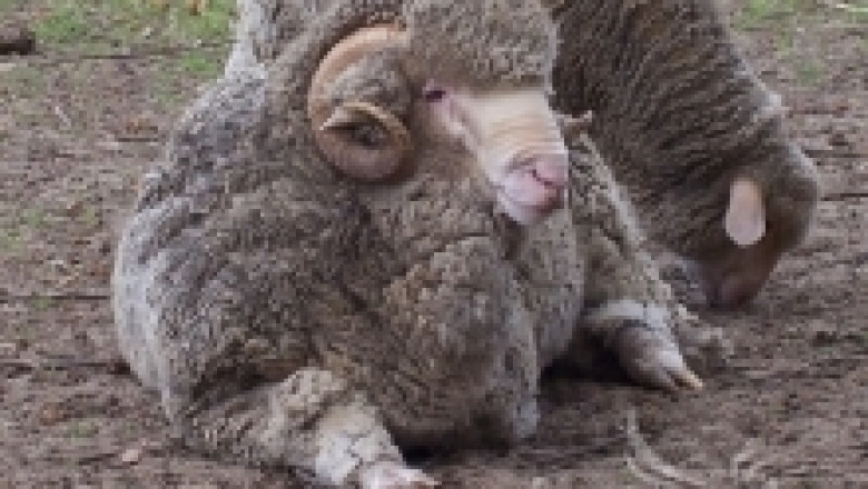 Ценурозата - болест при овцете и козите