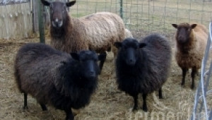 Метилът е широко разпространена болест при овцете и козите - Agri.bg