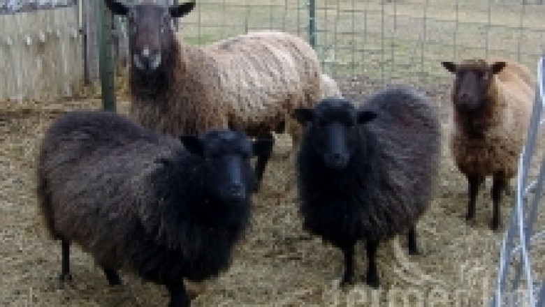 Метилът е широко разпространена болест при овцете и козите