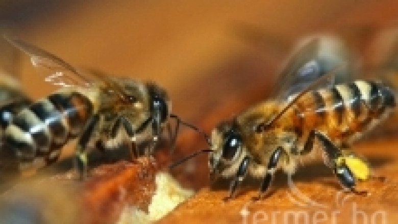 Развитие на медоносната пчела 