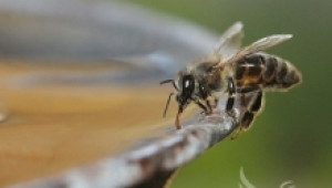Значението на водата за пчелите