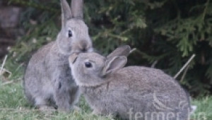 На каква възраст трябва да се извърши първото заплождане на зайците?