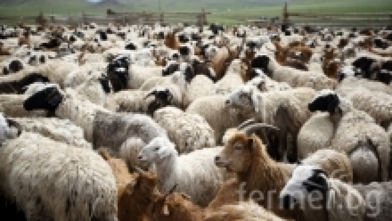 Извратен апетит при овцете и козите