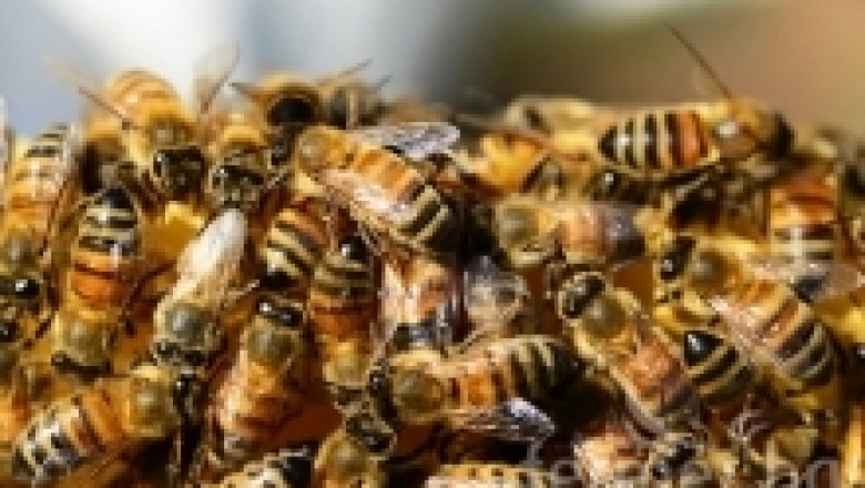 Зимно кълбо при пчелите