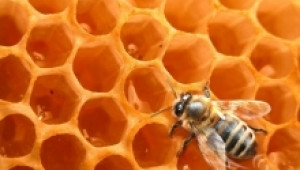 Уродства на пчелите