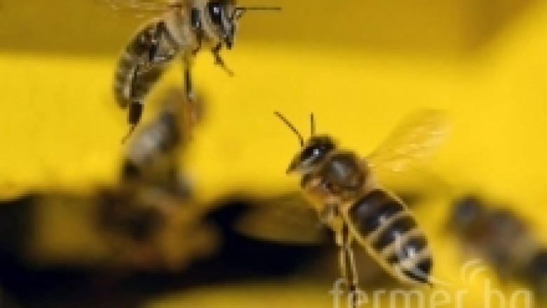 Захарен сироп за попълване на хранителните запаси на пчелите