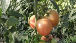 Болести при доматите причинени от недостиг или излишък на азот