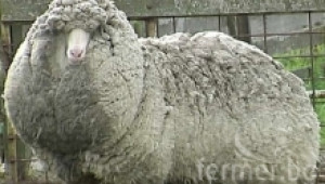 Използване на овцете за вълна