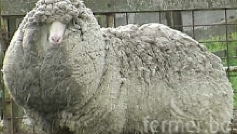 Използване на овцете за вълна