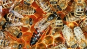 Ограничаване на яйценосната дейност на пчелата майка