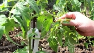 Специално разсаждане на изтеглен нависоко доматен разсад