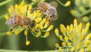 Майска болест при пчелите