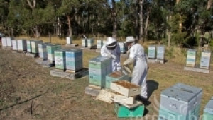 Месечни пчеларски практики в пчелина през август