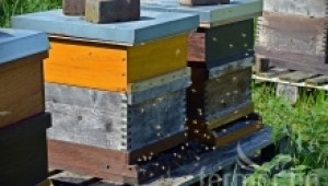 Кой може да участва за финансиране по пчеларската програма и кой не може?