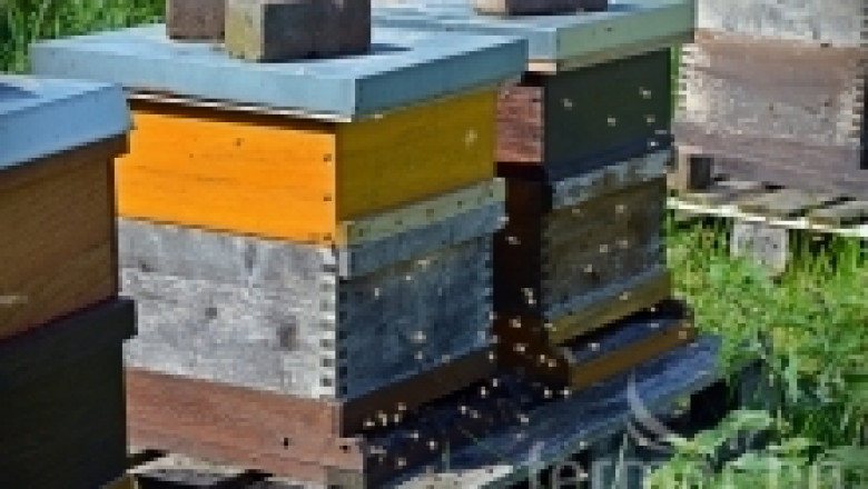Кой може да участва за финансиране по пчеларската програма и кой не може?