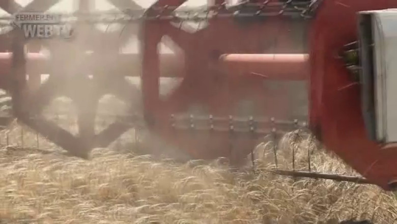 Около 400-450 кг./дка пшеница жънат в Търновско