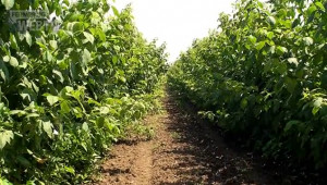Изкупната цена на малините от реколта 2011 е 2 лв/кг