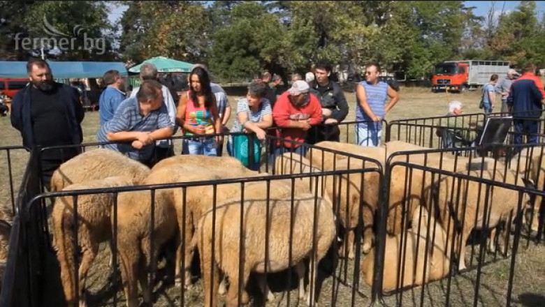 Овцевъди споделят проблеми - Изложение за овце в Елин Пелин 