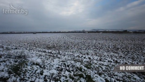 Състояние на посевите - ечемик, рапица, земя - първи сняг