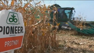 Водещи зърнопроизводители заложиха на нови хибриди от Pioneer