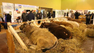 Френски месодайни говеда с отличен потенциал за отглеждане в България