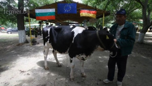 Изложение на черношарена порода говеда в Сливен