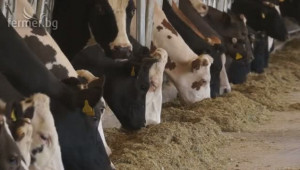Евростат: С 13% намаляват млечните крави в България за 3 години - Agri.bg
