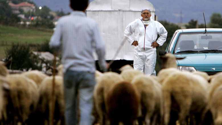 Сливенският Балкан мирише на мърша от овцете със Син език