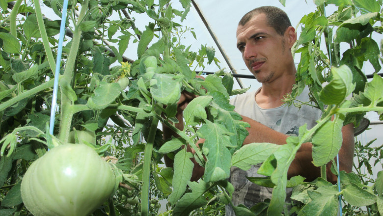 Едва 50 ст./кг е цената на българския розов домат