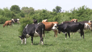 Какви са принципите на работа в една говедовъдна ферма в Чехия?